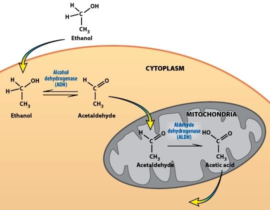 Ethanol metabolism and the function of ALDH