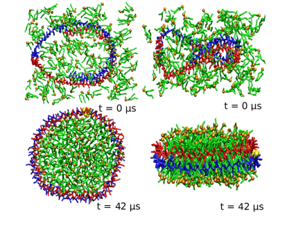 Figure 1. Schematic diagram of nanodisc self-assembly in CG-MD simulation. Initial configuration (top: left, top view; right, side view) and final configuration at 42 μs (bottom: left, top view; right, side view). Red and blue represent the two monomers 1 and 2 of aMSP1Δ, respectively. DMPC and phosphate headgroups are colored in green and orange, and lysine residues at position 90 are highlighted in yellow. Water molecules are not shown in the figure. (J. Phys. Chem. B 2015)