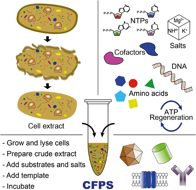 Figure 1. Cell-free protein synthesis system for producing proteins or (poly)peptide-based materials. (Front. Chem., 2014)
