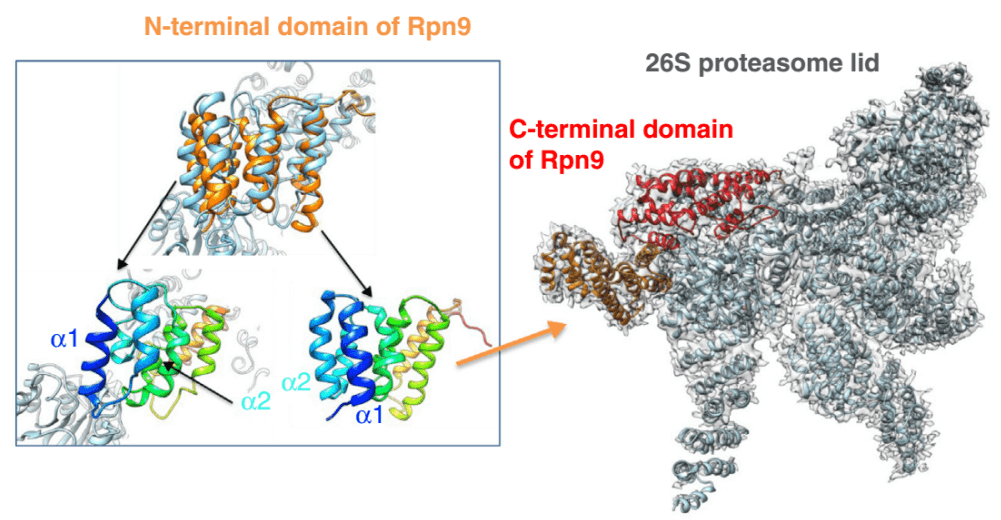 Liquid-state NMR studies provide 3D structures for small components or binders of large complexes analyzed by Cryo-EM. 3.5 A˚ Cryo-EM map of yeast 26S proteasome lid (EMDB 6479) with docked N-terminal (in orange; PDB 2MQW) and C-terminal (in red; PDB 2MRI) domain solution structures of Rpn9 (PDB ID of the final model: 3JCK). In the framed panel, two 3D structures of the N-terminal Rpn9 domain are superimposed: the model built from the Cryo-EM map (in light blue and displayed in rainbow colours below on the left) and the NMR structure (in orange, also displayed in rainbow colours below on the right)
