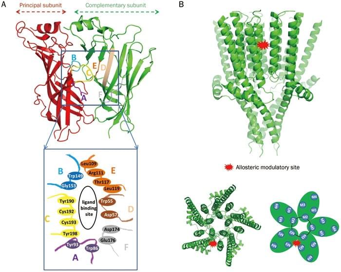 determinining presence of macromolecules Biological macromolecules are large and complex macromolecules are made up of basic molecular units they include the proteins (polymers of amino acids), nucleic acids (polymers of nucleotides), carbohydrates (polymers of sugars) and lipids (with a variety of modular constituents). determinining presence of macromolecules Biological macromolecules are large and complex macromolecules are made up of basic molecular units they include the proteins (polymers of amino acids), nucleic acids (polymers of nucleotides), carbohydrates (polymers of sugars) and lipids (with a variety of modular constituents).