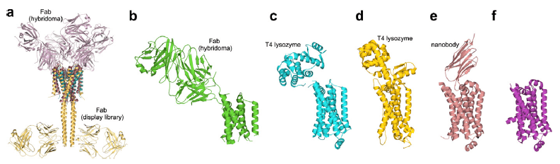 UComparison  of selected membrane protein structures solved with and without chaperones.
