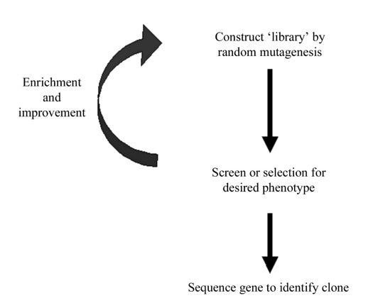 Schematic of the directed-evolution approach. A combinatorial library of randomly mutated genes is synthesized. Improved variants are identified via a high-throughput screen or selective process. Further improvements may be gained from iterative cycles of mutation and selection. Finally, clones are characterized by DNA sequencing to identify beneficial mutations.