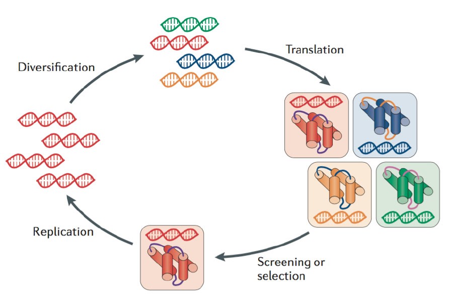 The process of a diverse library of genes construction