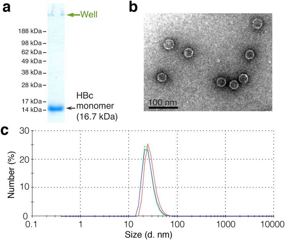 DLS for Mempro™ Virus-like Particles (VLPs) Characterization