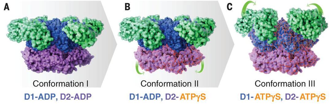 Cryo-EM structures at ~3.3 Å, ~3.2 Å, and ~3.3 Å resolution, respectively, of three distinct p97 conformational states populated upon addition of ATPγS. (A to C) Side views of molecular surface models of the three states, color-coded to show the N, D1, and D2 domains in green, blue, and purple, respectively. The green arrows indicate the motion of the D2 domain in the transition from conformation I to II (B) and the motion of the N domain in the transition from conformation II to III (C). 