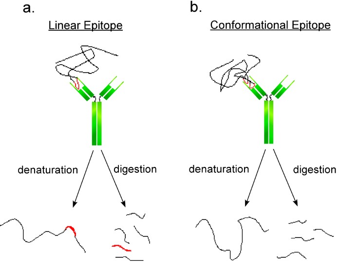 Schematic representation of two antibodies interacting with linear and  conformational epitopes