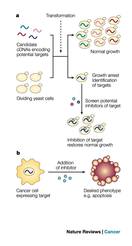 Figure 1. Expression of human proteins in yeast can lead to an arrest in cell growth and division, and this can be used as a basis for drug screens. (Julian A. Simon & Antonio Bedalov, 2004)