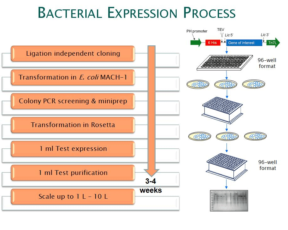 Figure 1. High throughput screening process for bacterial expression systems