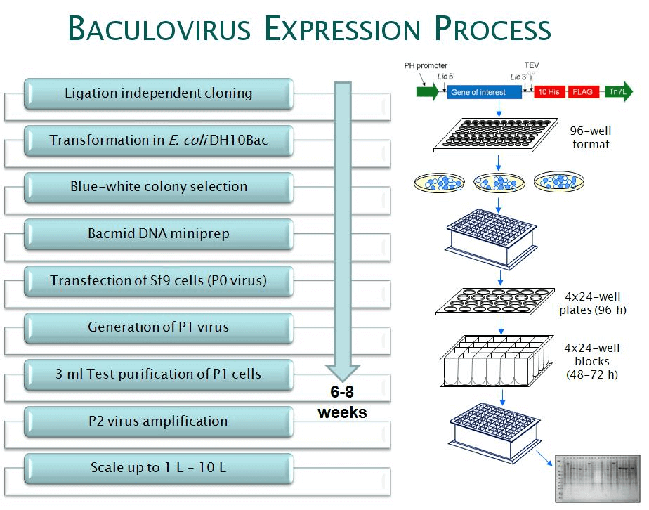 Figure 1. High throughput screening process for baculovirus expression systems