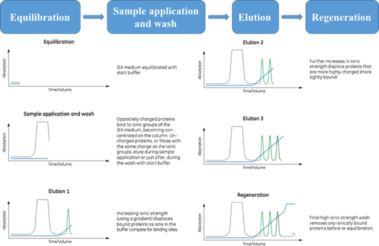 Figure 1. General steps of an anion exchange separation. (Ion Exchange Chromatography Principles and Methods, 11000421)