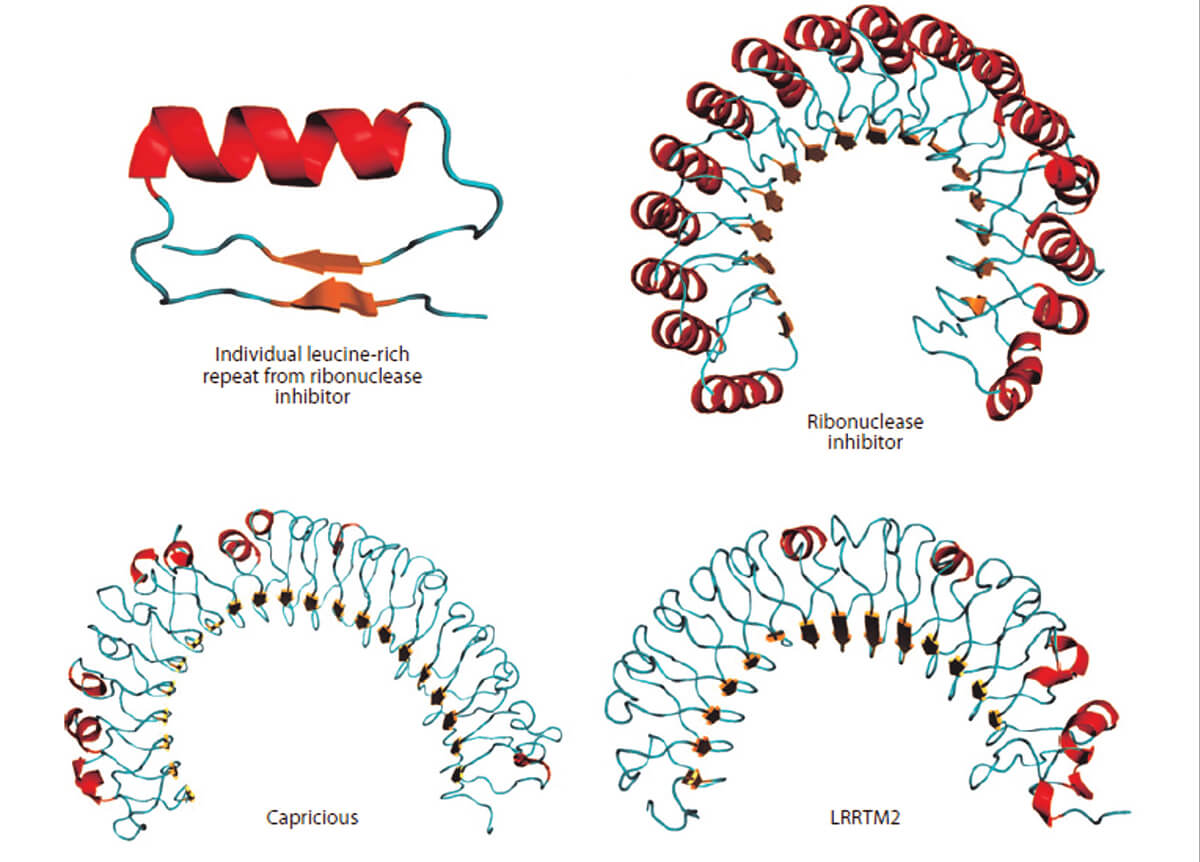 Custom MemPro™ Leucine Rich Repeat (LRR)-Containing Membrane Proteins Services