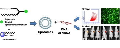 Figure 1. The cationic lipsomes containing sucrose ester are used as helper lipid to efficiently transfer DNA or siRNA into tumor cells and tumor tissues of mice with low toxicity both in vitro and in vivo. (K. Aramaki, et al., 2016) 