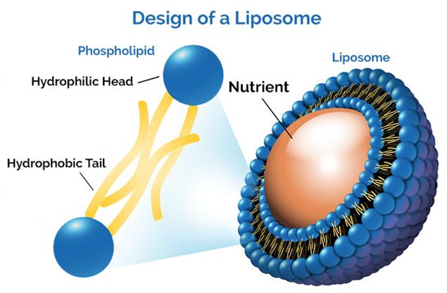 Basic design of liposome