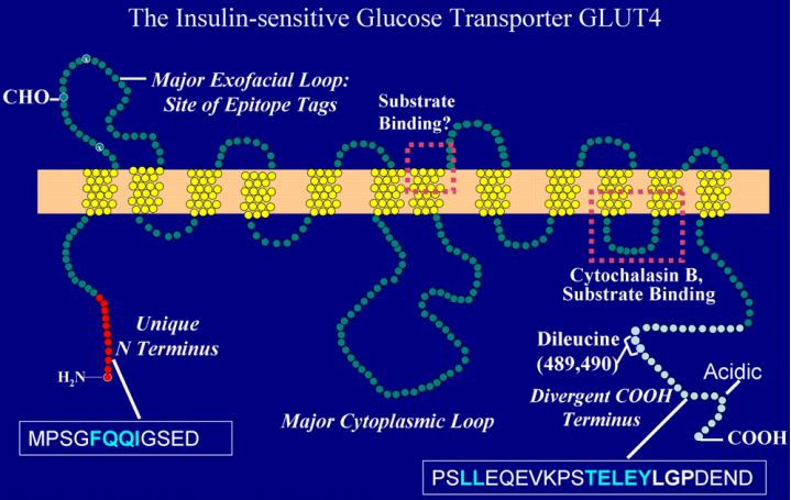 MemProTM Glucose transporter