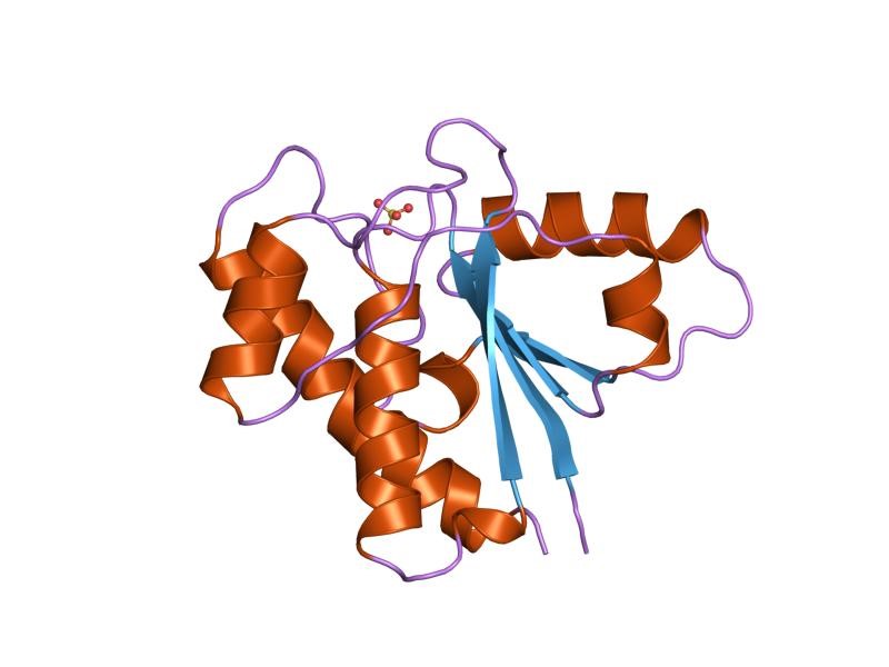 Mempro™ Cell-Free Phosphotyrosine Protein Phosphatases II Production