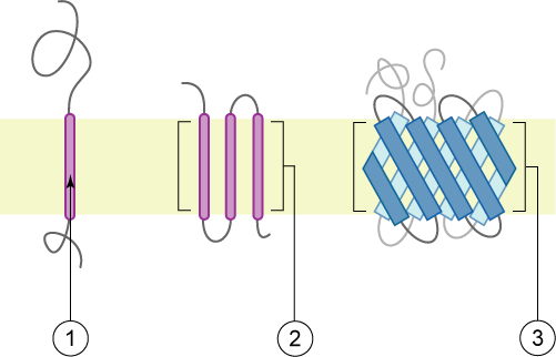 Mempro™ Cell-Free Single-helix ATPase Regulators Production