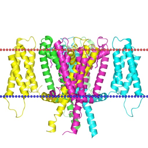Mempro™ Ion Channel Superfamily Production