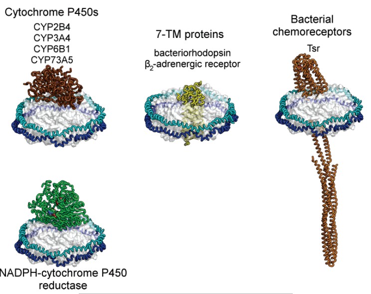 Mempro™ Membrane Proteins Reconstituted in Nanodisc