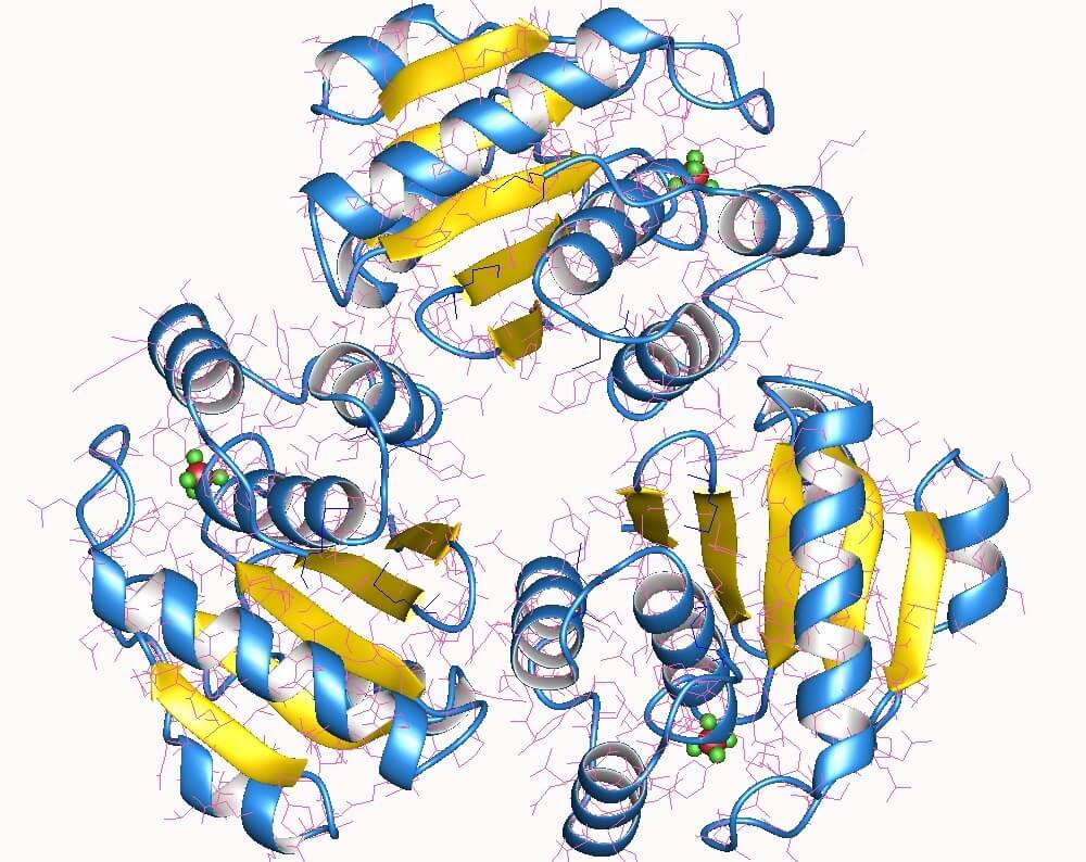 Mempro-Plant-Based-Phosphotyrosine-Protein-Phosphatases-II-Production.jpg