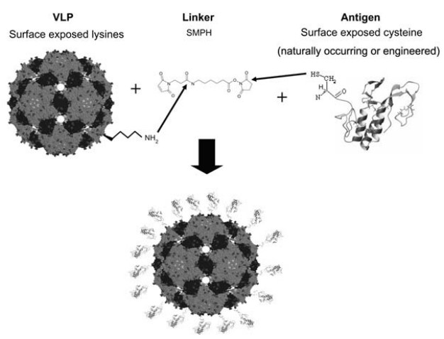 Mempro™ Virus-Like Particles (VLPs) Amino Acid Attachment Modification