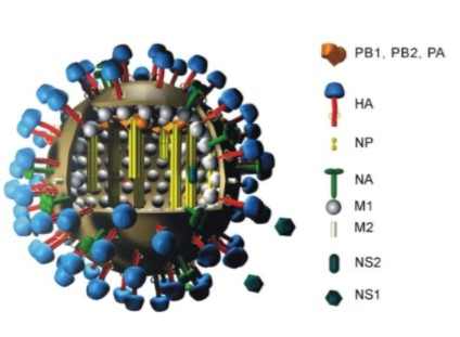 Mempro™ Virus-like Particles (VLPs) in Vaccines