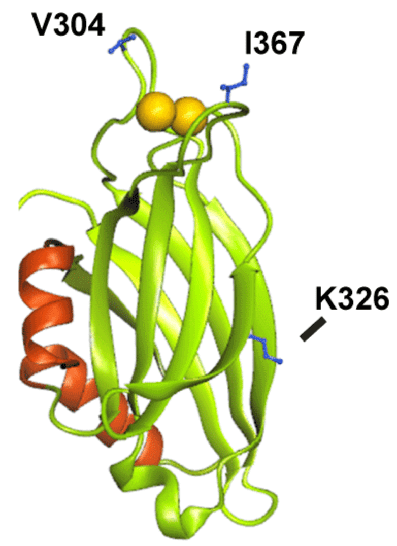 MemproTM Detergent-Free C2 Domain-Containing Protein Production