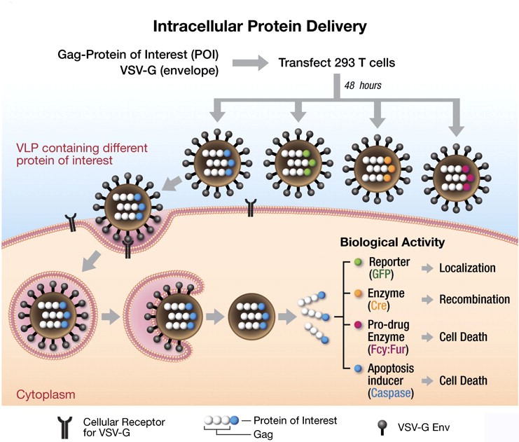 MemproTM PH Domain-Like Protein Production Using VLPs System