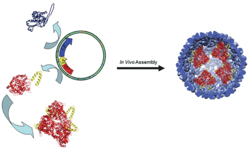 MemproTM Rhodopsin Production Using Virus-Like Particles System