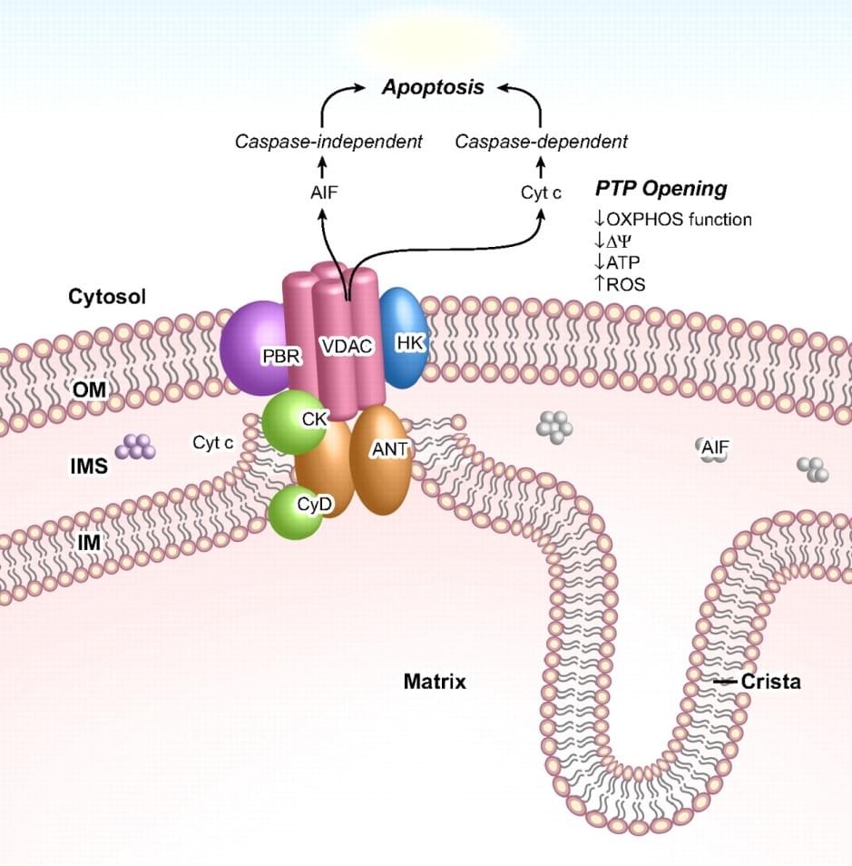 PTPC and its function in mediate apoptosis