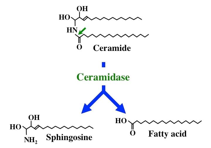 Ceramidase hydrolyzes