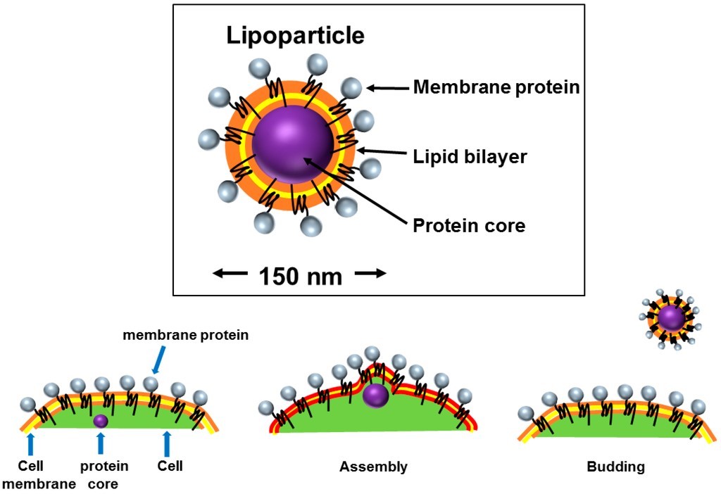 Membrane protein production based on VLPs.
