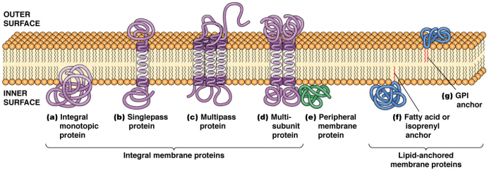 Figure 1. Various ways in which membrane proteins associate with the lipid bilayer.