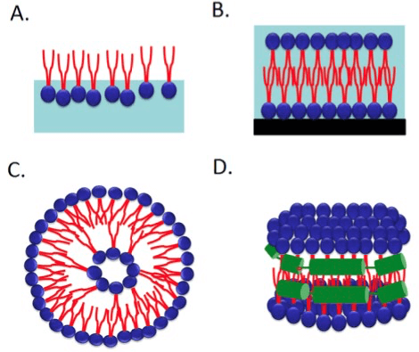 Figure 2. Schematic drawings of monolayer (A), lipid bilayer (B), liposome (C) and nanodisc (D). (Int. J. Mol. Sci., 2013)