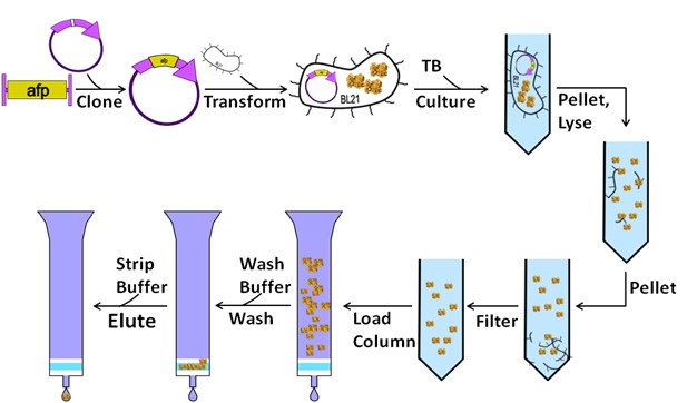 Workflow of protein production and purification