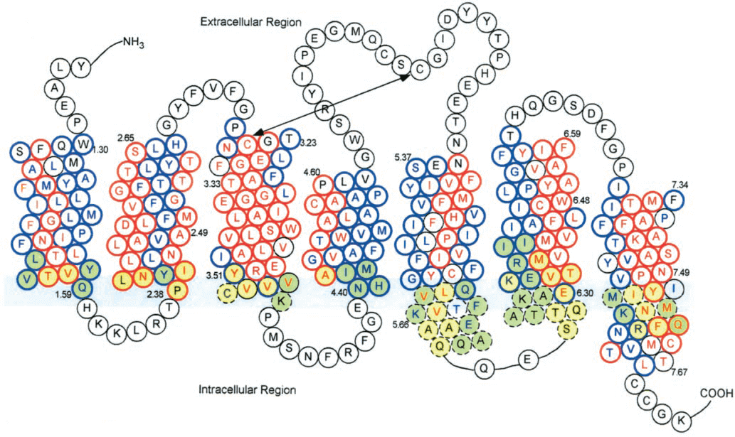 Rhodopsin-like receptors,Dopamine receptor——seven transmembrane helix structure