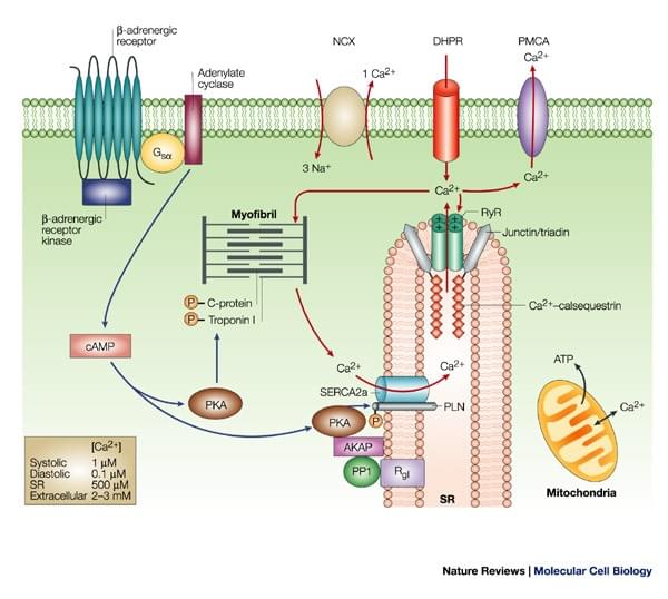 Single-helix ATPase Regulators,Figure, phospholamban regulates calcium homeostasis and cardiac