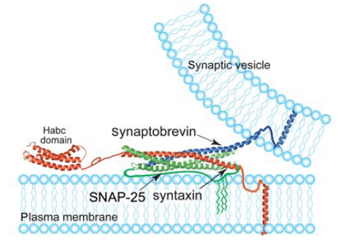 Soluble N-ethylmaleimide Sensitive Factor Attachment Protein Receptor (SNARE) Complex,Three dimensional model of glycophorins A (<em>GYPA</em>) and B (<em>GYPB</em>)