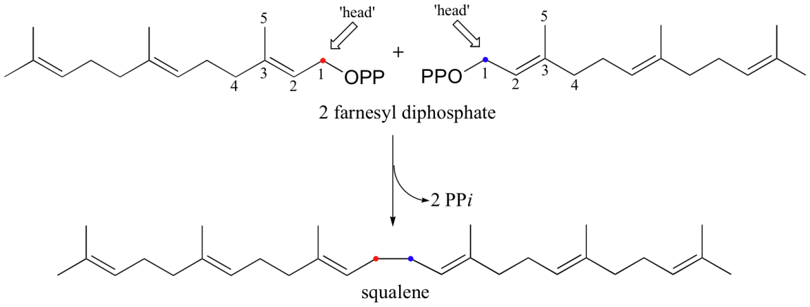 Synthesis of squalene from two FPP molecules