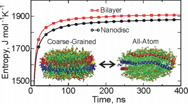 Figure 1. The configurational entropy of lipid in the nanodisc and a lamellar bilayer phase by using coarse-grained and all-atom simulations. (J. Phys. Chem. B, 2015)