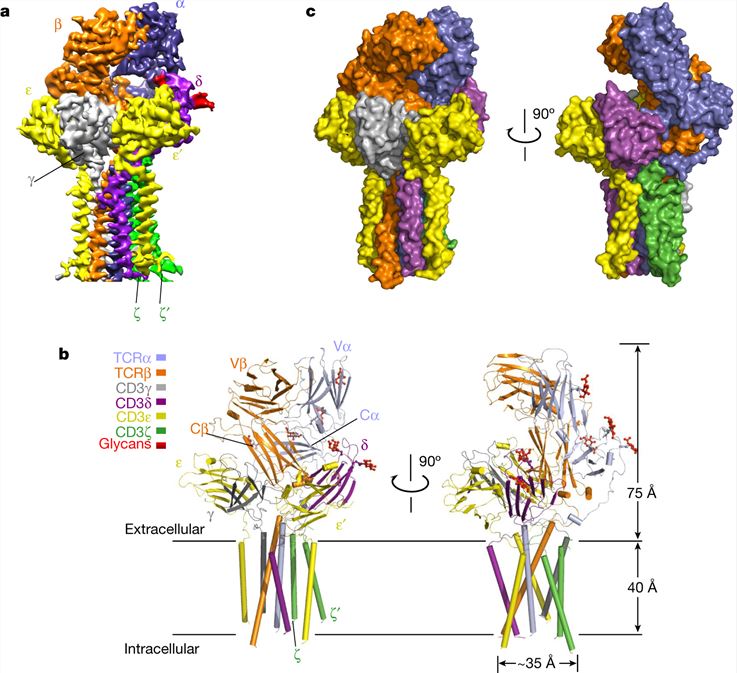 3D reconstruction and atomic model of the human TCR-CD3 complex.