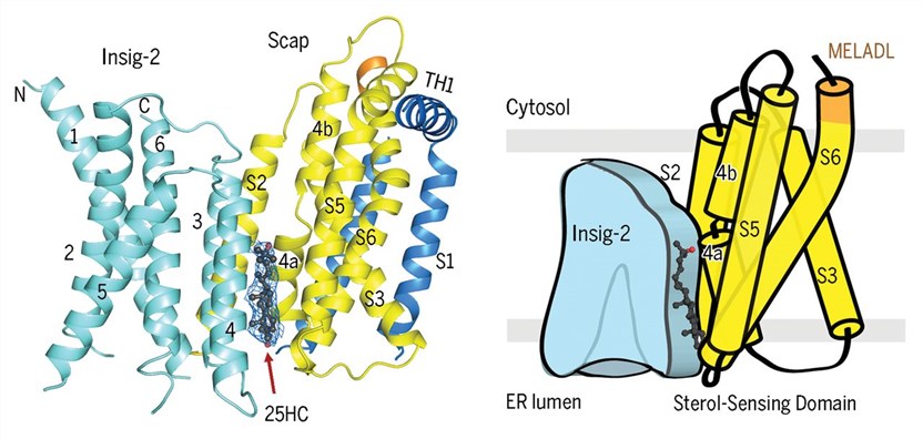 Cryo-EM structure of the complex of Scap and Insig-2 in the presence of 25HC.