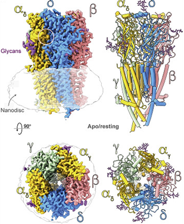 Top and side views of the nicotinic acetylcholine receptor (nAChR) cryo-EM reconstruction.