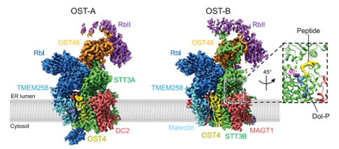 Cryo-EM maps of OST-A and OST-B.