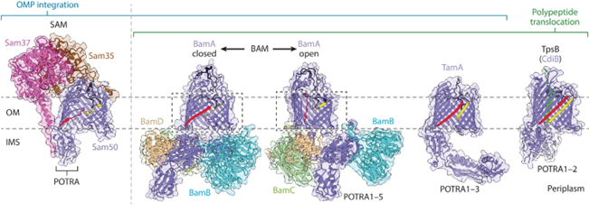 Structure of Omp85 protein superfamily members.