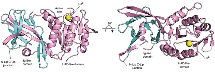 The general structure of Tt Pah2.