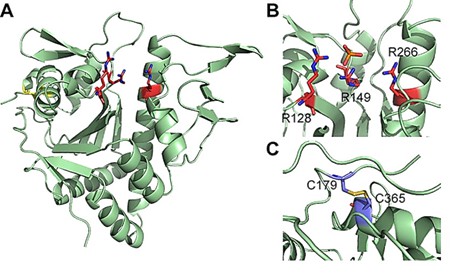 Crystal structure of LcpA (A) and detailed view of the active site (B) and disulfide bonds (C).