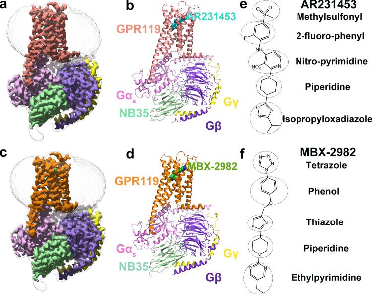 Overall cryo-EM structures of the GPR119-Gs heterotrimer complexes.
