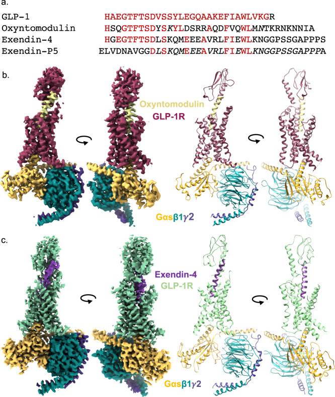 Cryo-EM structures of GLP-1R:Gs complexes with different agonists.