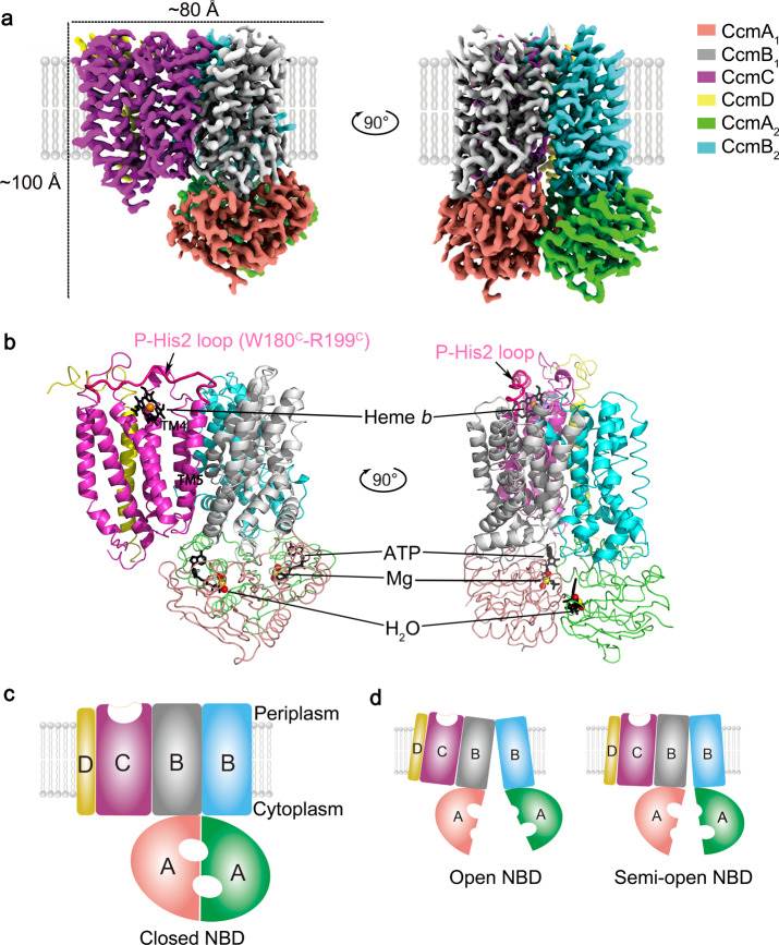 Overall structure of the E. coli cytochrome c maturation complex CcmABCD.